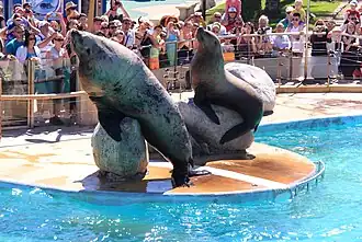 Otaries de Steller.