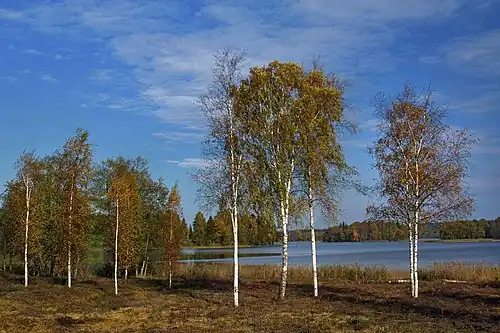 Boulaie sur la rive du Pühajärv.