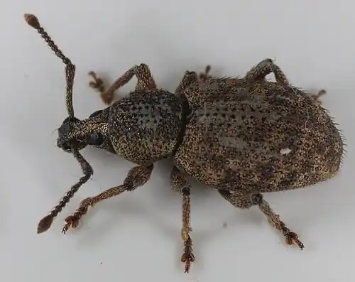 Otiorhynchus scaber