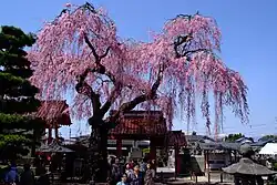 Cerisier pleureur dans la ville de Shirakawa (Fukushima).