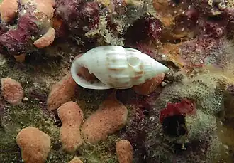 Otopleura mitralis.