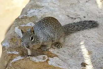 Description de l'image Otospermophilus variegatus Grand Canyon 3.jpg.