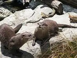 Deux des loutres du zoo.
