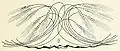 Blé, illustration pour Deutsche kunst und dekoration, 1898