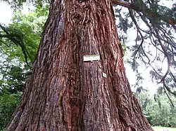 Séquoia géant (hauteur 43&nbsp;m, diamètre 4&nbsp;m) dans le parc du Windeck.