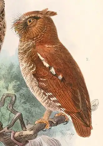Petit-duc de Florès (Otus alfredi),,,.