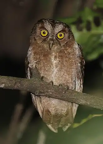 Description de l'image Otus pembaensis 6713751.jpg.