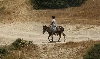 Monté pour un déplacement (Oued Zitoun&nbsp;(en), 2016).