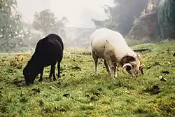 Mouton d'Ouessant