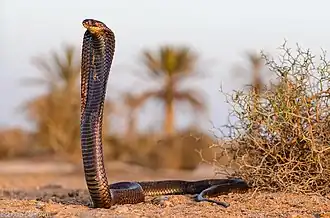 Naja haje en Égypte.