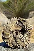Le Zonure (Ouroborus cataphractus).