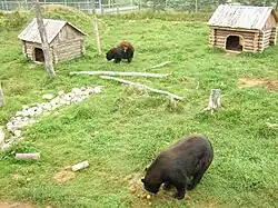 ours noirs.