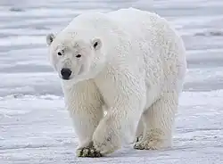 Ours blanc