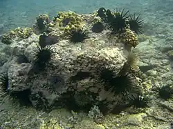 Stomopneustes variolaris à La Réunion (avec des Echinometra mathaei).