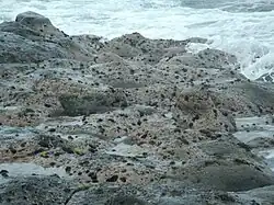 Les oursins tortues sur les rochers de l'île de La Réunion.