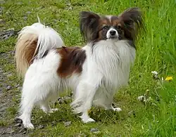 Papillon.