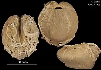 Ova canalifera.