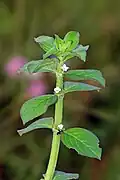 Spermacoce latifolia à Thrissur (Inde)