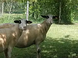  deux brebis typiques de la race caussenarde avec leurs toison noire autour des yeux faisant penser à des lunettes