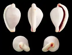 Ovula costellata