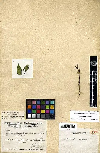 C. oxanthera.