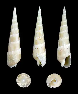 Oxymeris crenulata.