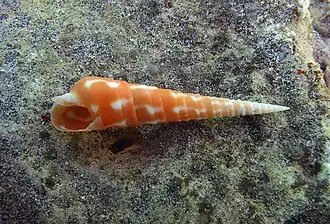Oxymeris dimidiata