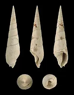 Oxymeris plicaria.
