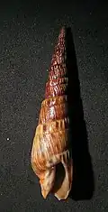 Oxymeris senegalensis.