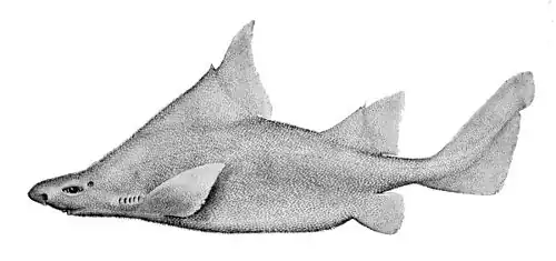 Oxynotus bruniensis