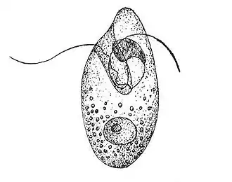 Description de l'image Oxyrrhis marina.jpg.