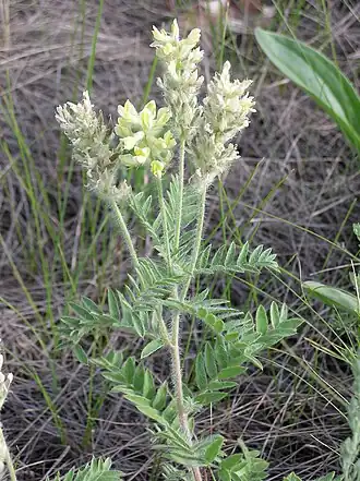 L'oxytropis poilu