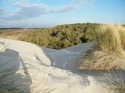 Dune blanche d'Oyats, dune grise et pinède