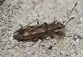 Ozophora picturata, Oklahoma (États-Unis).
