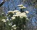 Ozothamnus ferrugineus.