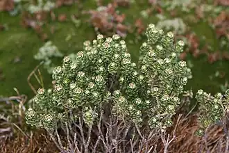 Description de l'image Ozothamnus rodwayi.jpg.