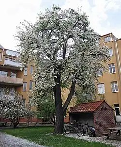 Un arbre en pleine floraison.
