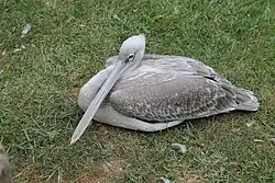 Un pélican gris.
