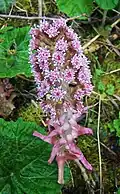 Inflorescence violette du Grand pétasite dont les feuilles peuvent mesurer jusque 80 centimètres de diamètre