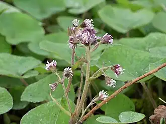 Petasites pyrenaicus.