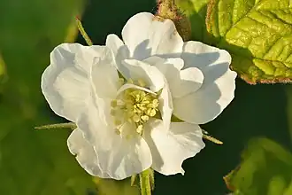 Fleur.
