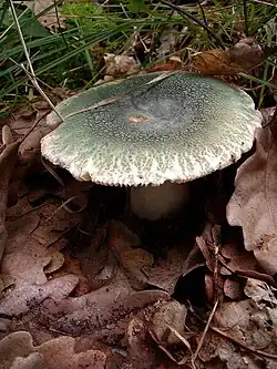 Russule verdoyante