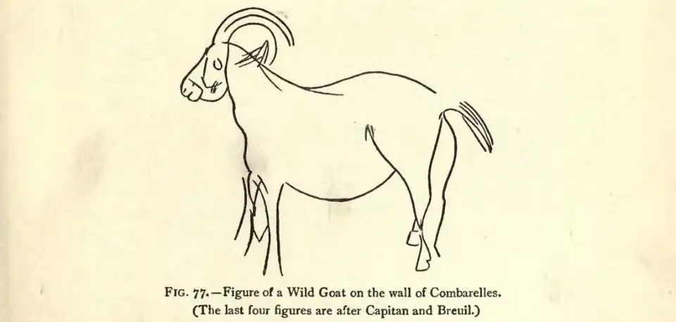 Chèvre sauvage