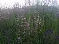 Plantes en fleurs dans une prairie, Ukraine.