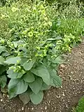 Pied de N. rustica en fleur
