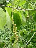 Fruits