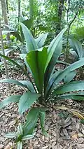 J. lanceolata au jardin botanique de Singapour.