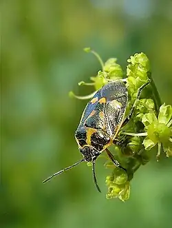 Eurydema oleracea