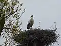 Cigogne sur son nid.