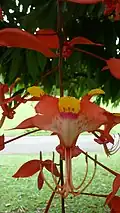 Amherstia nobilis détail de la fleur.